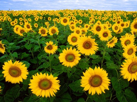sunflowerfield
