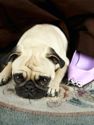 pg-pet-health-bad-dog-03-full