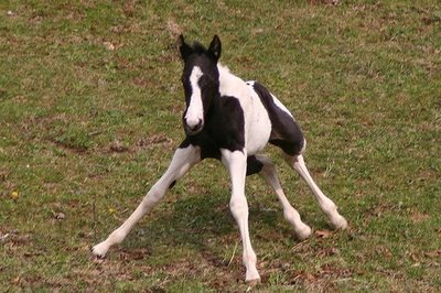 baby horse