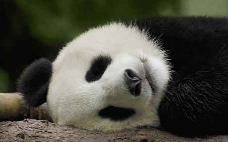 panda-thesuiteworld-animal-sleeping