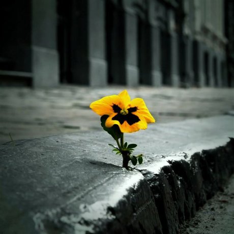 flower-in-sidewalk